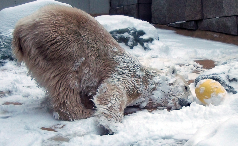 Eisbärin Vilma im Zoo Wuppertal am 14. Dezember 2010