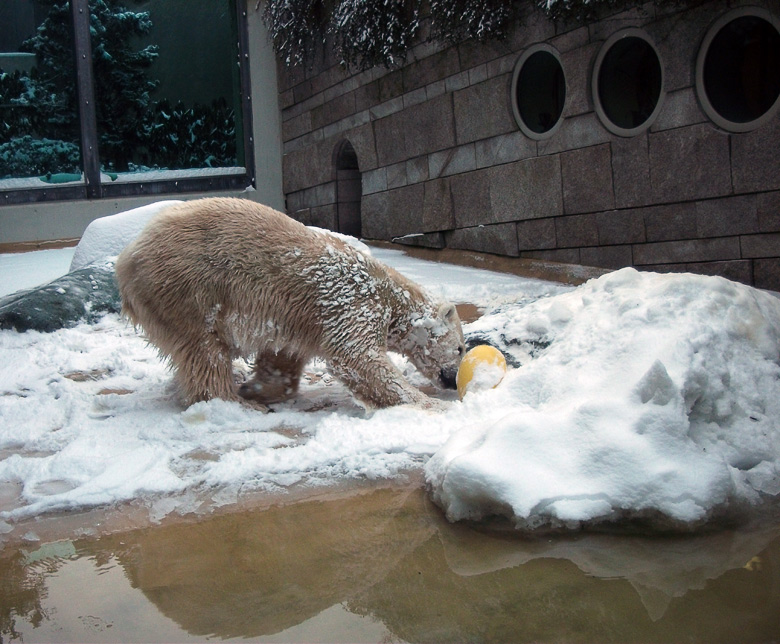 Eisbärin Vilma im Zoologischen Garten Wuppertal am 14. Dezember 2010