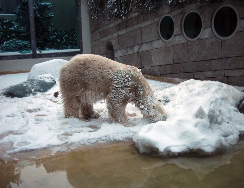 Eisbärin Vilma im Wuppertaler Zoo am 14. Dezember 2010