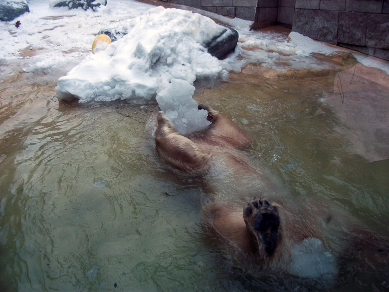 Eisbärin Vilma im Wuppertaler Zoo am 14. Dezember 2010