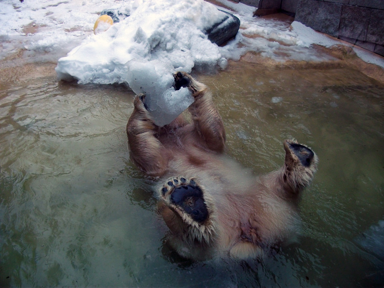 Eisbärin Vilma im Zoologischen Garten Wuppertal am 14. Dezember 2010