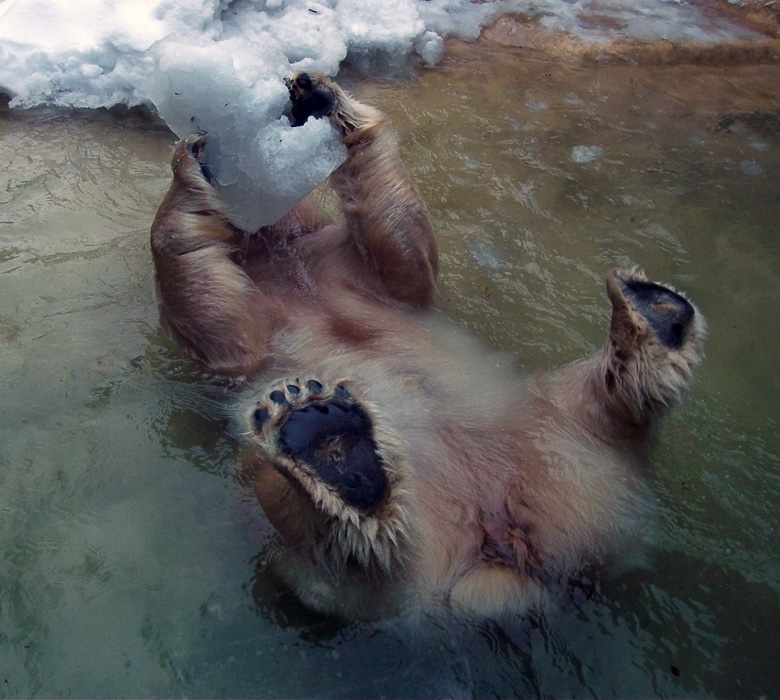 Eisbärin Vilma im Zoo Wuppertal am 14. Dezember 2010