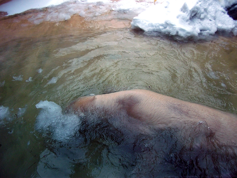 Eisbärin Vilma im Zoo Wuppertal am 14. Dezember 2010