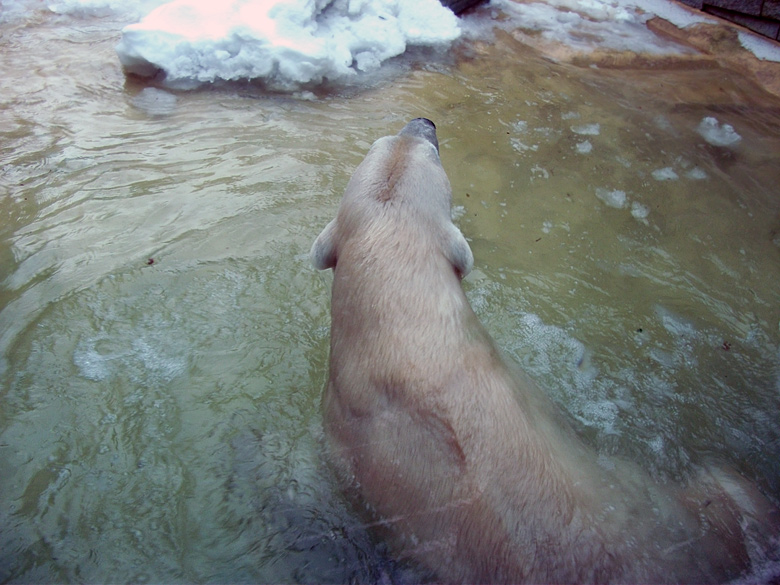 Eisbärin Vilma im Zoologischen Garten Wuppertal am 14. Dezember 2010