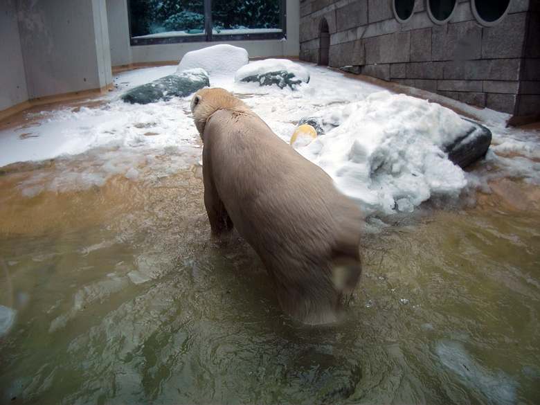 Eisbärin Vilma im Wuppertaler Zoo am 14. Dezember 2010