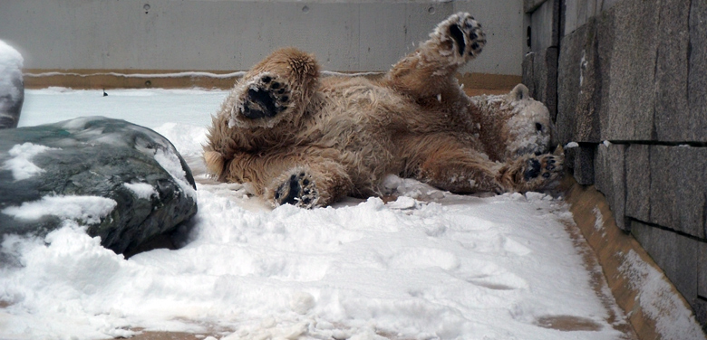 Eisbärin Vilma im Zoo Wuppertal am 14. Dezember 2010