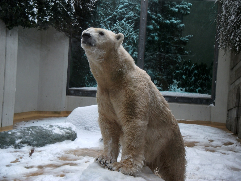 Eisbärin Vilma im Zoologischen Garten Wuppertal am 14. Dezember 2010