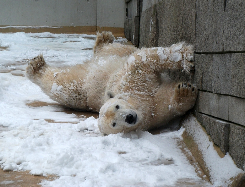 Eisbärin Vilma im Zoo Wuppertal am 14. Dezember 2010