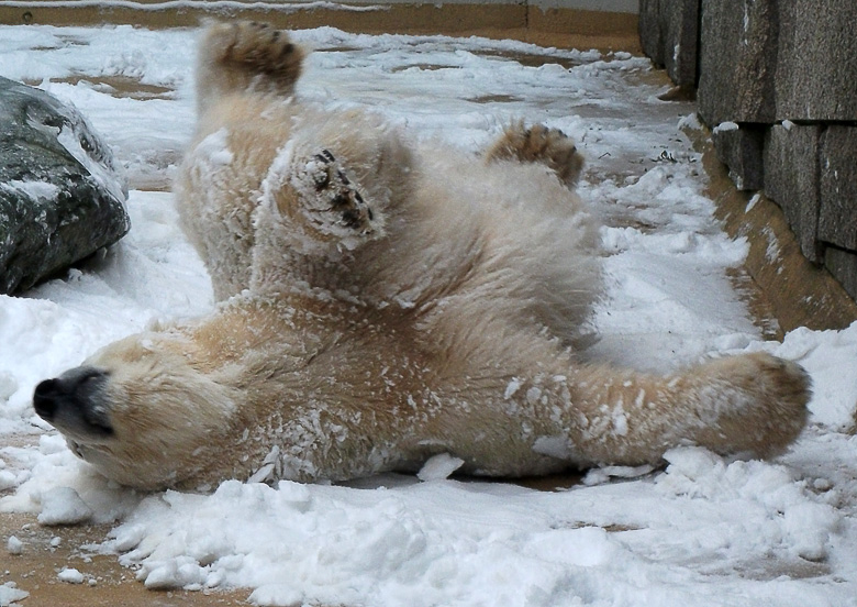 Eisbärin Vilma im Wuppertaler Zoo am 14. Dezember 2010