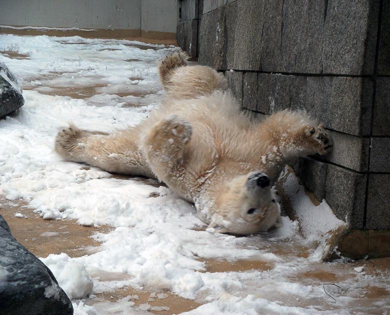 Eisbärin Vilma im Zoologischen Garten Wuppertal am 14. Dezember 2010