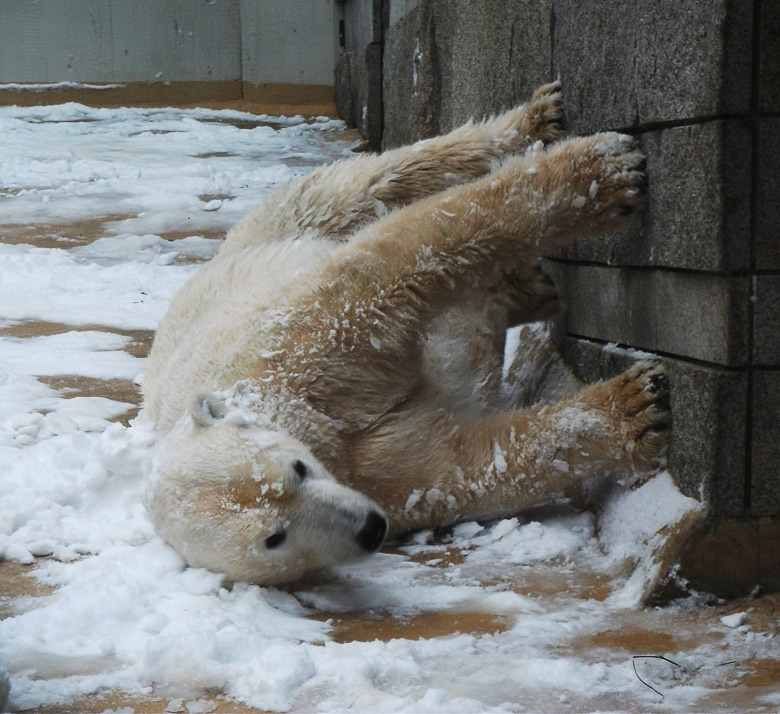 Eisbärin Vilma im Zoo Wuppertal am 14. Dezember 2010