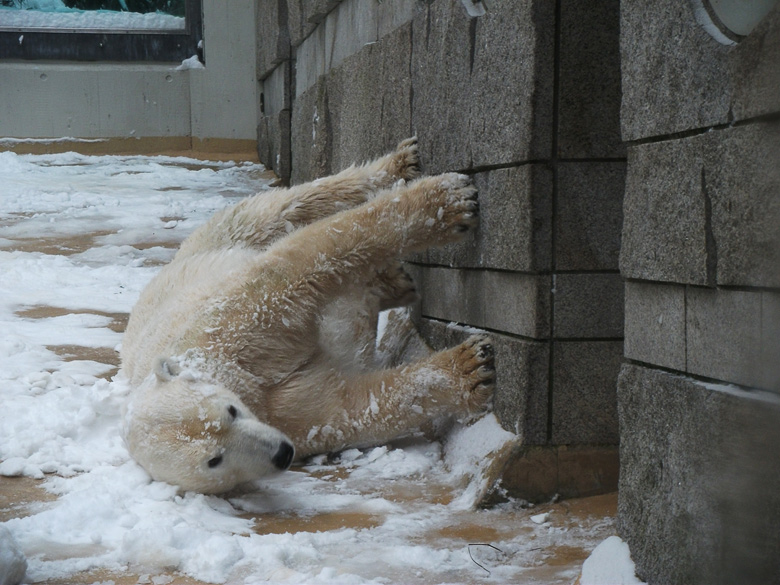 Eisbärin Vilma im Wuppertaler Zoo am 14. Dezember 2010