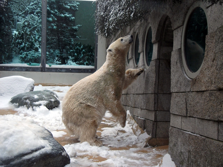 Eisbärin Vilma im Wuppertaler Zoo am 14. Dezember 2010