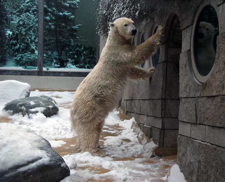 Eisbärin Vilma im Zoo Wuppertal am 14. Dezember 2010