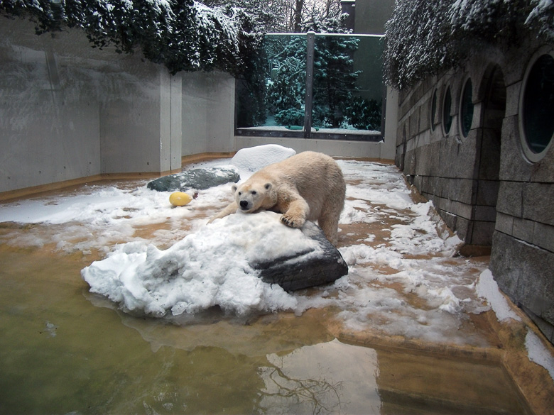 Eisbärin Vilma im Zoologischen Garten Wuppertal am 14. Dezember 2010