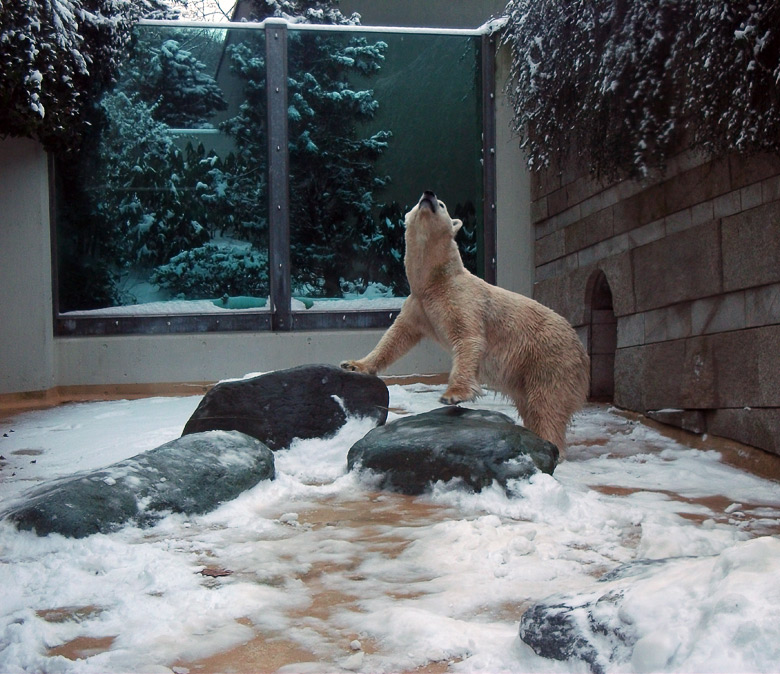 Eisbärin Vilma im Zoo Wuppertal am 14. Dezember 2010
