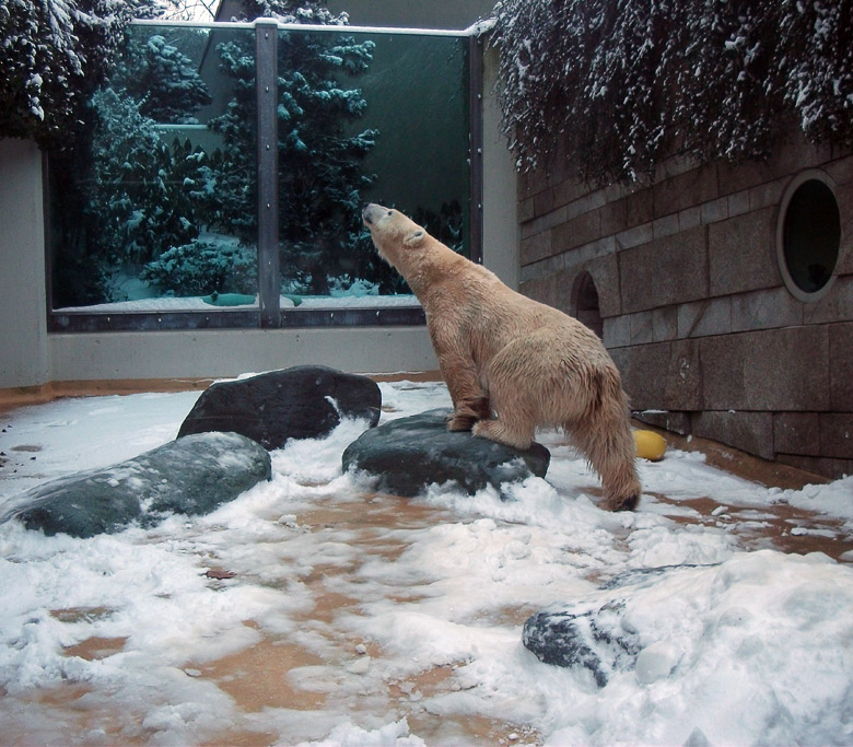 Eisbärin Vilma im Zoologischen Garten Wuppertal am 14. Dezember 2010