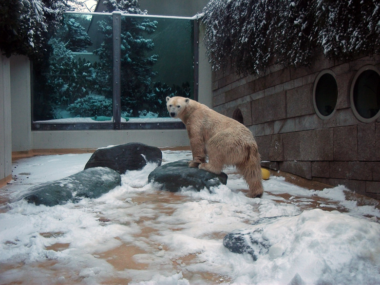 Eisbärin Vilma im Wuppertaler Zoo am 14. Dezember 2010