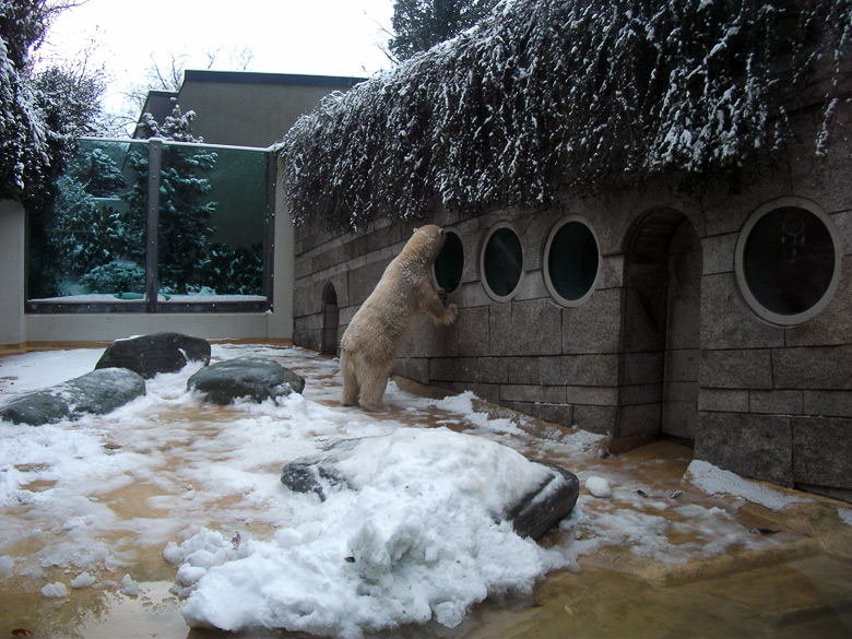 Eisbärin Vilma im Zoo Wuppertal am 14. Dezember 2010