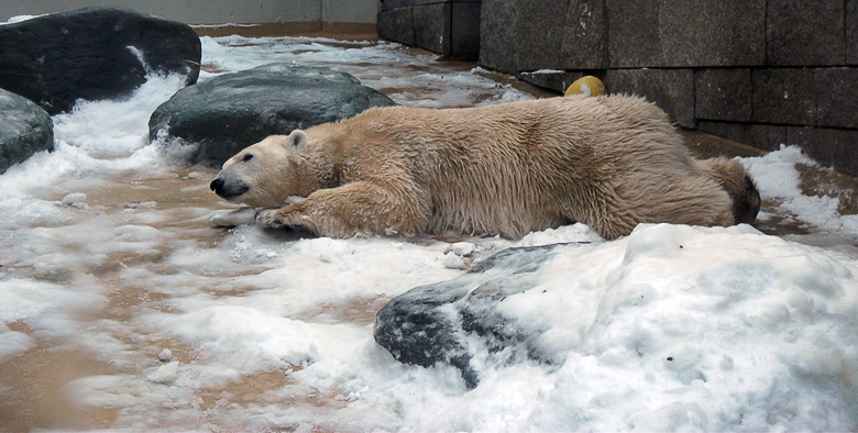 Eisbärin Vilma im Zoologischen Garten Wuppertal am 14. Dezember 2010