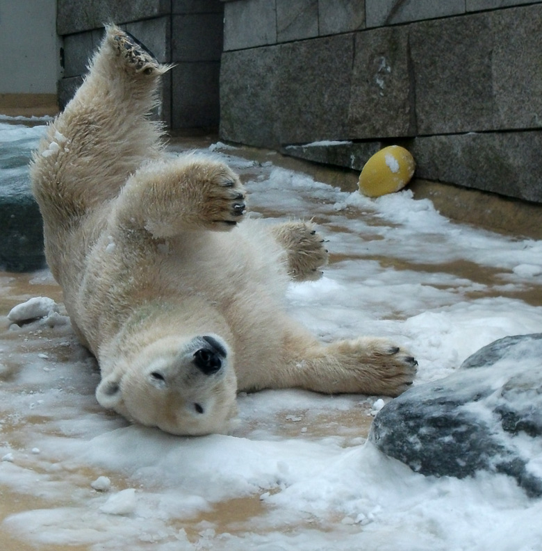 Eisbärin Vilma im Wuppertaler Zoo am 14. Dezember 2010