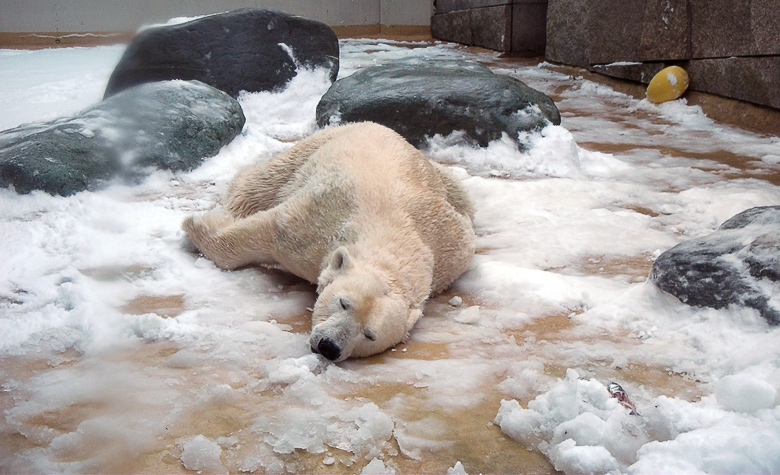 Eisbärin Vilma im Wuppertaler Zoo am 14. Dezember 2010