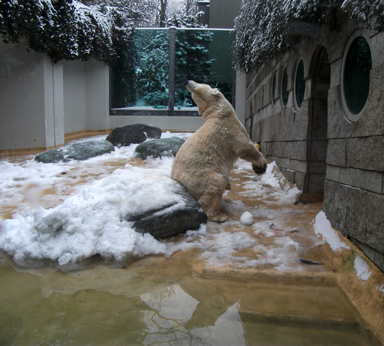 Eisbärin Vilma im Zoologischen Garten Wuppertal am 14. Dezember 2010