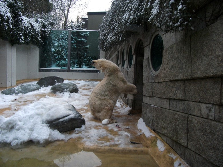 Eisbärin Vilma im Zoo Wuppertal am 14. Dezember 2010