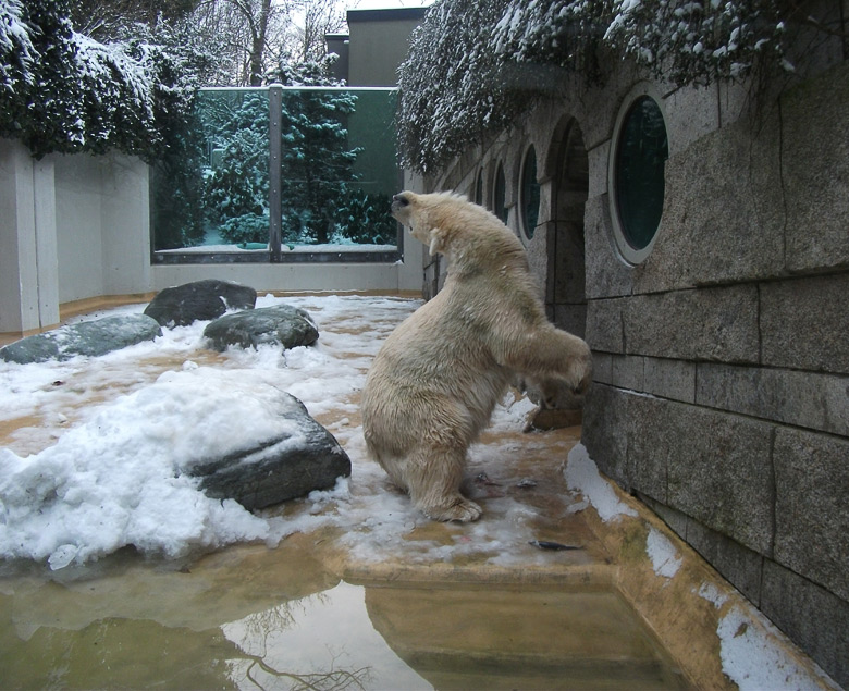 Eisbärin Vilma im Zoologischen Garten Wuppertal am 14. Dezember 2010