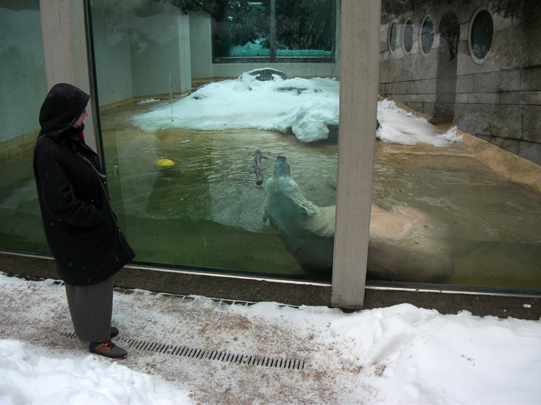 Eisbär Lars im Wuppertaler Zoo am 23. Dezember 2010