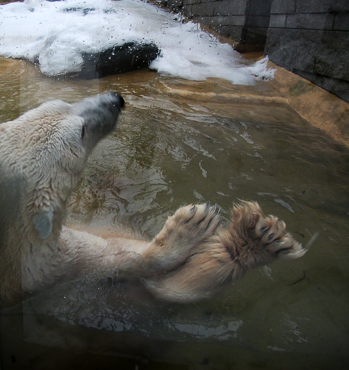 Eisbär Lars im Zoo Wuppertal am 23. Dezember 2010