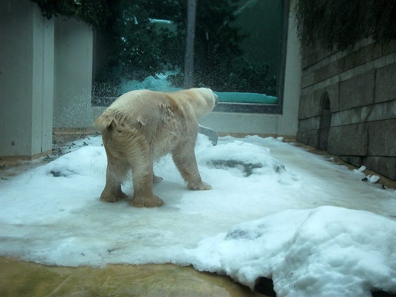 Eisbär Lars im Zoo Wuppertal am 23. Dezember 2010