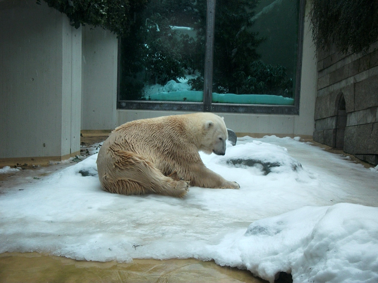 Eisbär Lars im Zoologischen Garten Wuppertal am 23. Dezember 2010