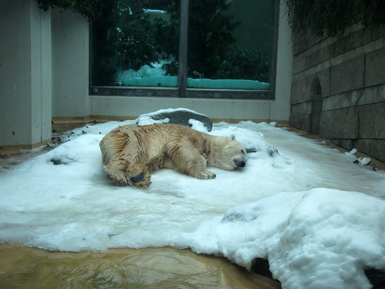 Eisbär Lars im Wuppertaler Zoo am 23. Dezember 2010