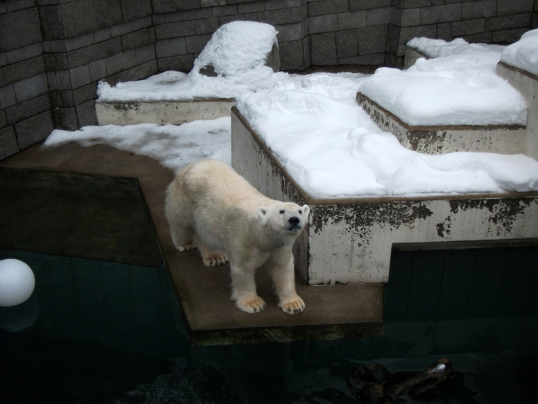 Eisbärin Vilma im Zoo Wuppertal am 23. Dezember 2010