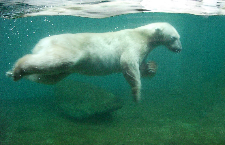 Eisbärin Vilma im Zoologischen Garten Wuppertal am 23. Dezember 2010