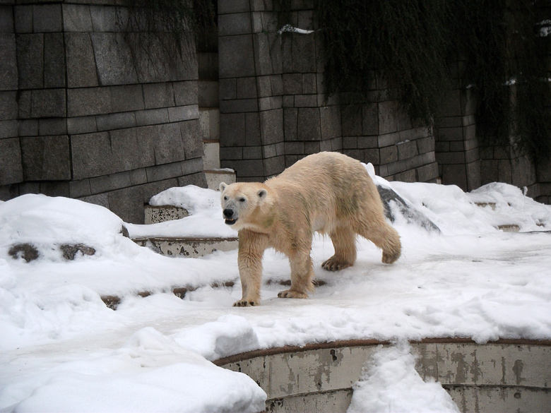 Eisbärin Vilma im Wuppertaler Zoo am 23. Dezember 2010