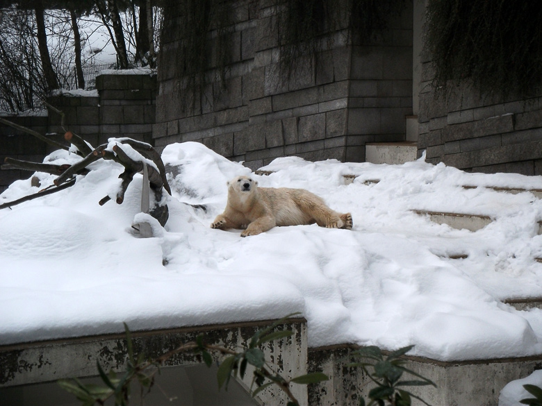 Eisbärin Vilma im Zoo Wuppertal am 23. Dezember 2010