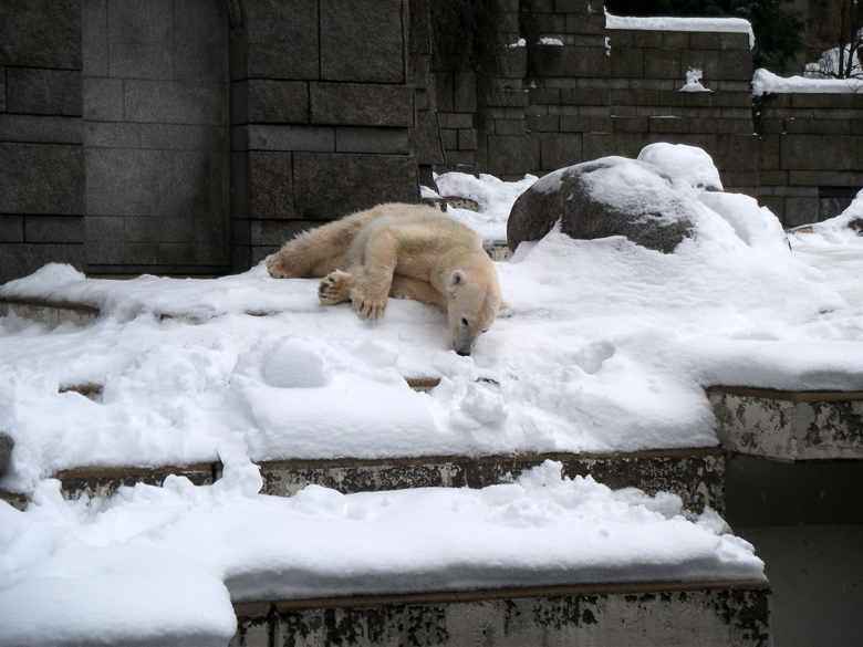 Eisbärin Vilma im Zoologischen Garten Wuppertal am 23. Dezember 2010