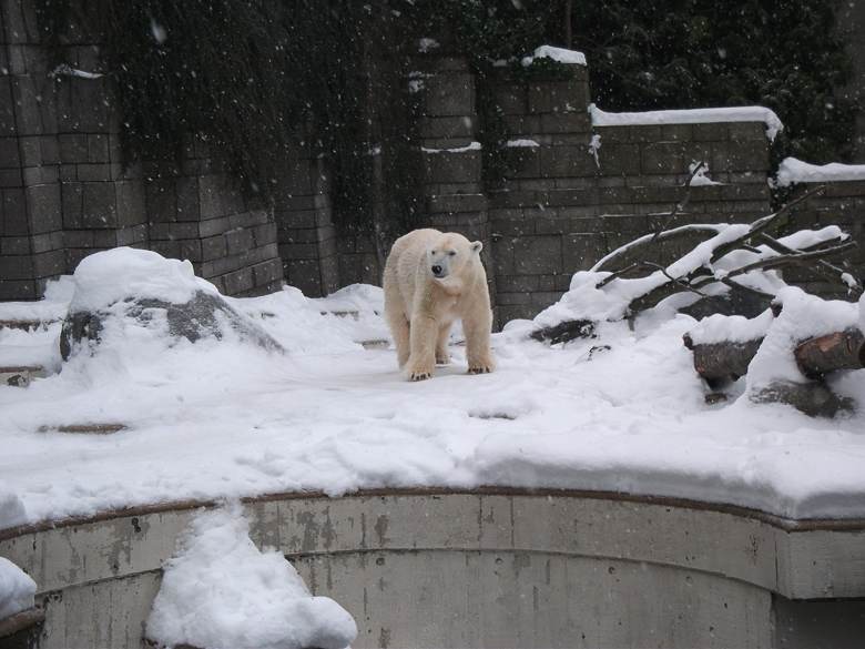 Eisbärin Vilma im Wuppertaler Zoo am 23. Dezember 2010