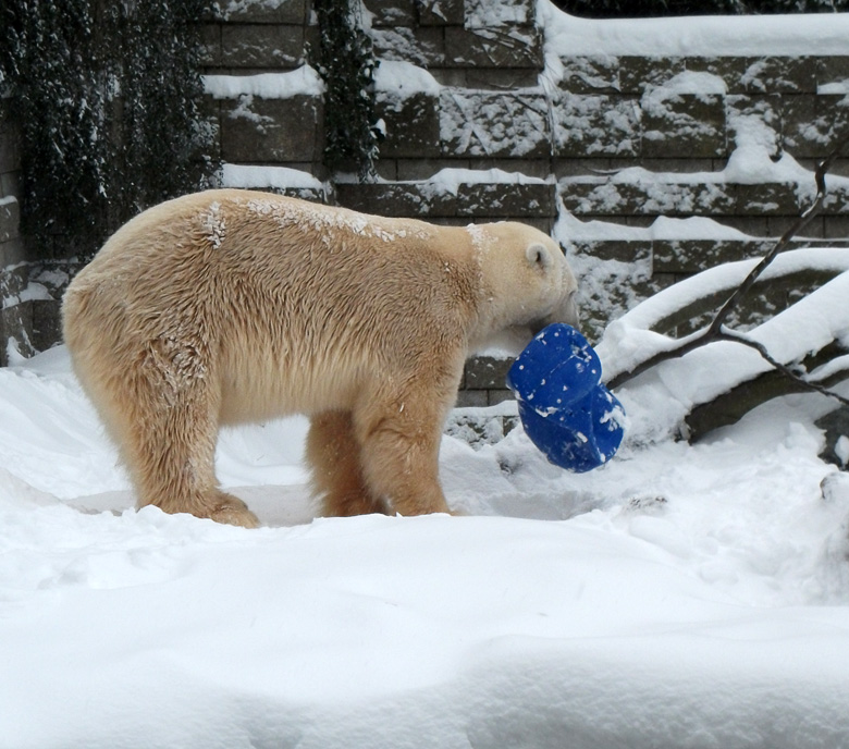 Eisbär Lars im Zoo Wuppertal am 24. Dezember 2010