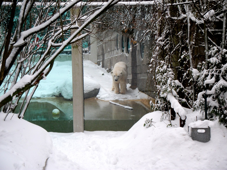 Eisbärin Vilma im Zoologischen Garten Wuppertal am 24. Dezember 2010