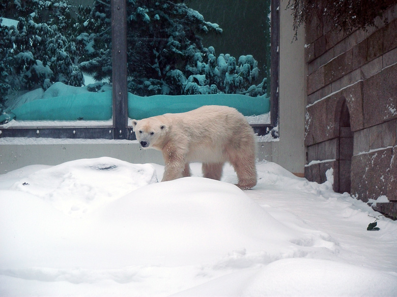 Eisbärin Vilma im Zoo Wuppertal am 24. Dezember 2010