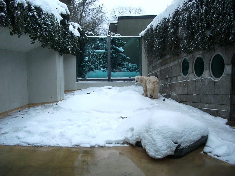 Eisbärin Vilma im Zoologischen Garten Wuppertal am 24. Dezember 2010