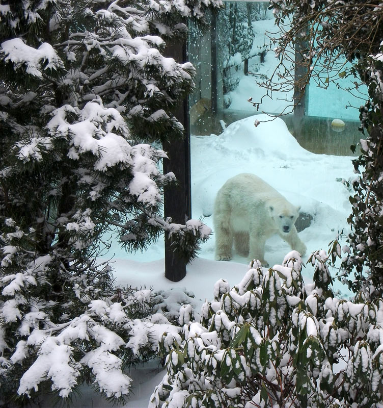 Eisbärin Vilma im Wuppertaler Zoo am 24. Dezember 2010