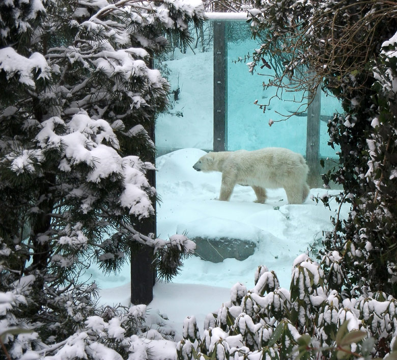 Eisbärin Vilma im Zoo Wuppertal am 24. Dezember 2010