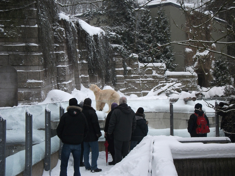 Eisbärin Vilma im Zoo Wuppertal am 26. Dezember 2010