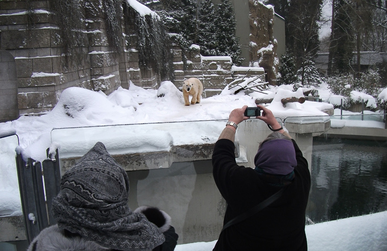 Eisbärin Vilma im Zoo Wuppertal am 26. Dezember 2010