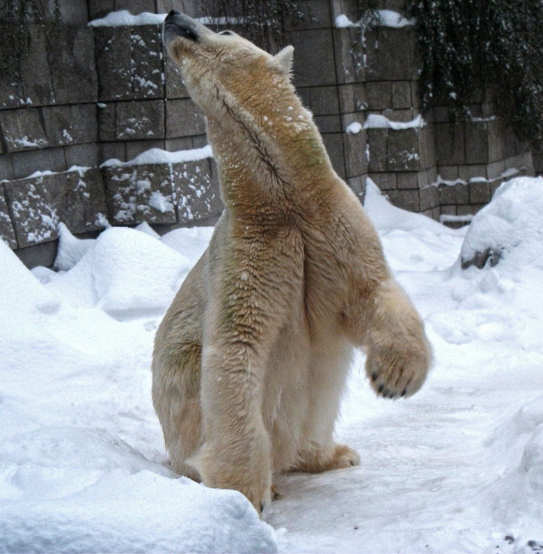 Eisbärin Vilma im Wuppertaler Zoo am 26. Dezember 2010