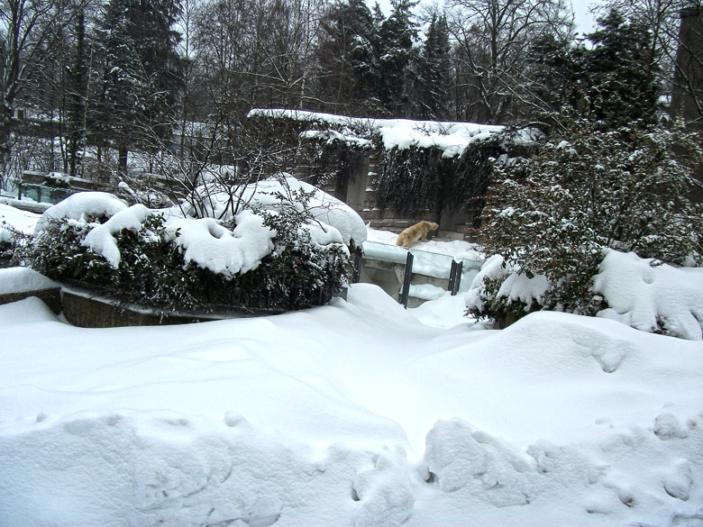 Eisbärin Vilma im Zoologischen Garten Wuppertal am 26. Dezember 2010